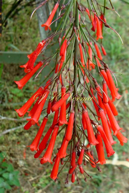  Inflorescence